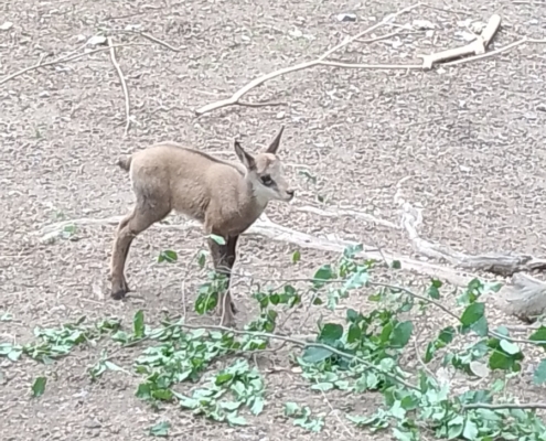 Zoo-Olomouc